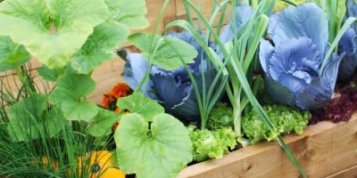 Vegetable-Garden-crop